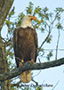 Eagle 1