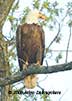 Eagle 2