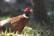 Pheasant 3